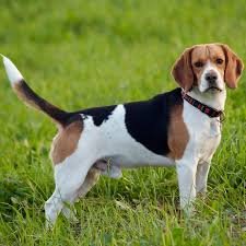 Beagle Dogs